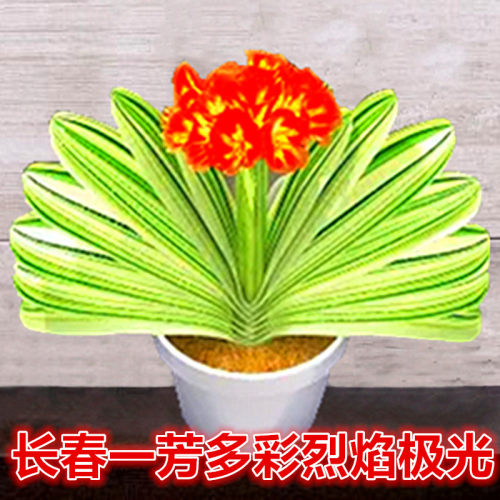 长春一芳君子兰精品极光短叶鸳鸯