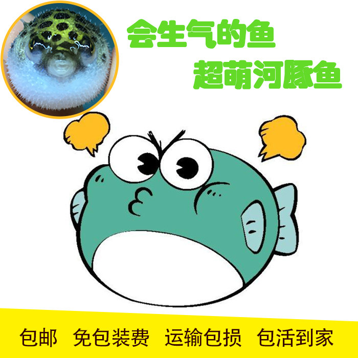 河豚活体宠物小型凶猛性鼓气潜水艇热带鱼气球鱼底栖鱼观赏鱼淡水