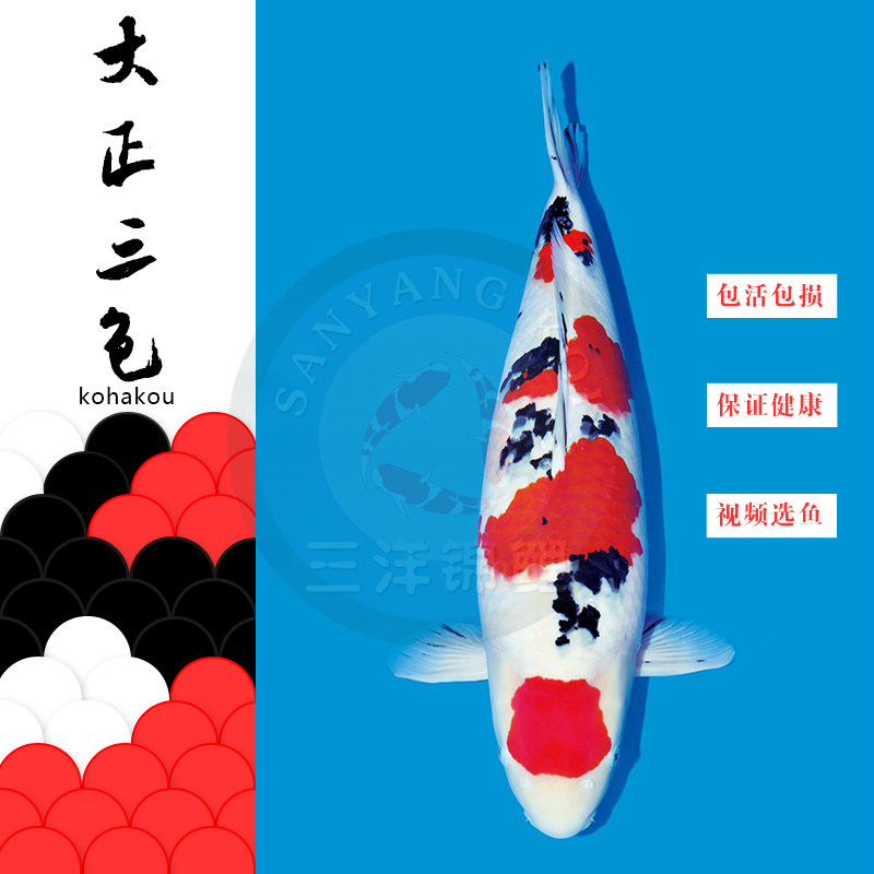 进口纯种日本红白大正昭和三色白写绯写锦鲤观赏鱼活体精品冷水鱼
