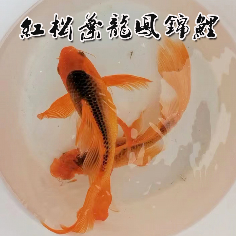 纯种日系红松叶龙凤锦鲤火凤凰蝴蝶鲤长尾贵妃冷水观赏鱼宠物活体