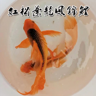 纯种日系红松叶龙凤锦鲤火凤凰蝴蝶鲤长尾贵妃冷水观赏鱼宠物活体