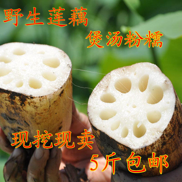 野生莲藕 新鲜湖北莲藕洪湖莲藕煲汤粉藕新鲜蔬菜现挖5斤装包邮