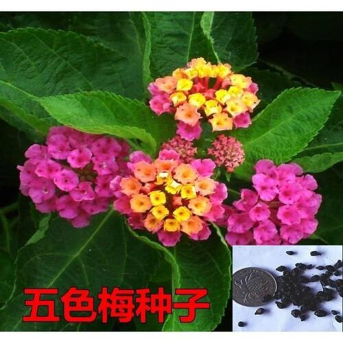 五色梅种子如意草五彩花五雷丹马樱丹种子五色梅种子五色梅苗花草