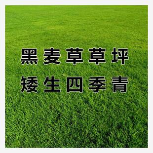 草坪种子黑麦草种子草籽耐寒耐践踏再生力强小区工程绿化草籽庭院
