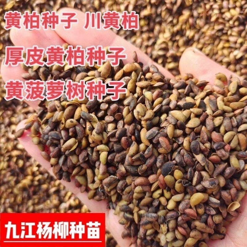新采黄柏种子黄菠萝黄檗种子黄柏小苗川黄柏种子厚皮黄柏药材种籽