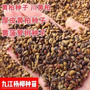 新采黄柏种子黄菠萝黄檗种子黄柏小苗川黄柏种子厚皮黄柏药材种籽