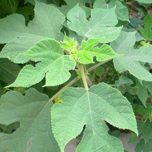 构树种子杂交大叶四季造纸树种喂猪料树籽楮实子构乳树沙纸树种籽