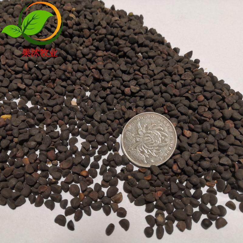 牵牛花种子爬藤大花阳台庭院花种籽植物观赏花爬藤混色盆栽喇叭花