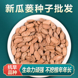 瓜蒌子新货500g新瓜蒌种子春四季种植瓜蒌籽果大中药材天花粉苗