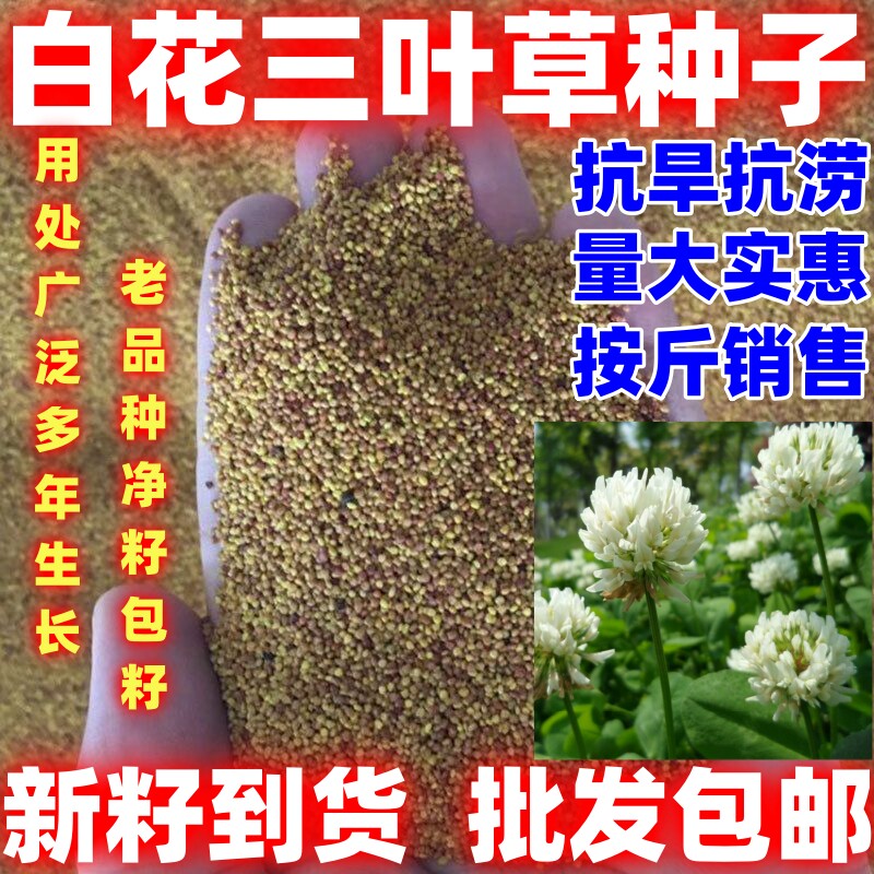 白花三叶草种子白车轴草绿化草坪种子红花三叶草牧草种子草坪观赏