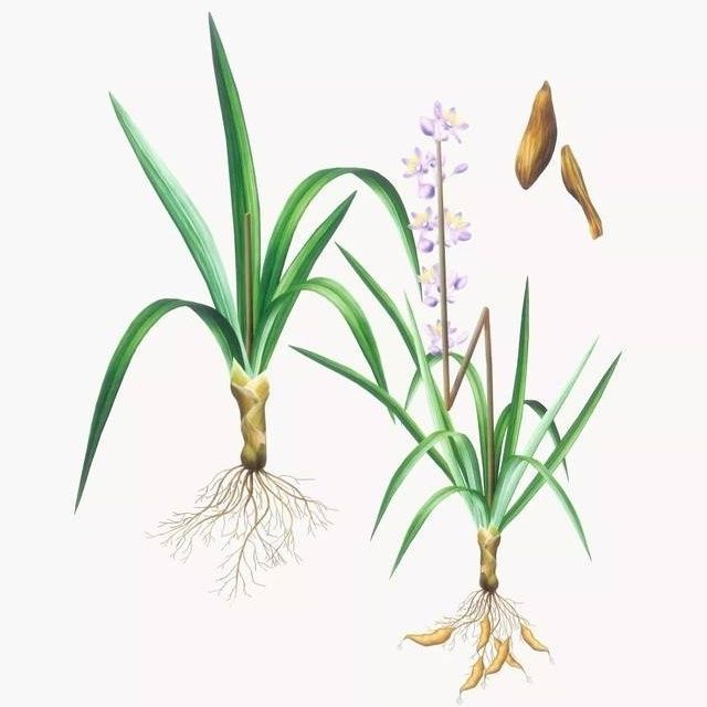 多年生麦冬种子耐寒耐热野生可食用麦冬草种子川麦冬种子中药材图片