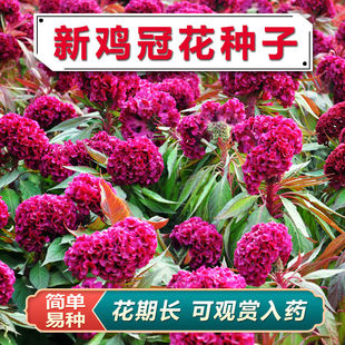 中药材鸡冠花种子白色鸡冠花红色鸡冠花盆栽花苗花籽花卉阳台种植