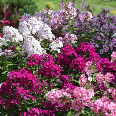 福禄考种子多年生宿根花种子四季种易活庭院室外景观花种籽子包邮