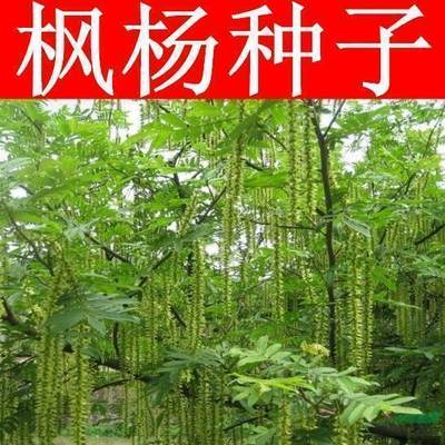 枫杨种子 白杨 大叶柳 大叶头杨树 水麻柳 枫杨树种子 枰柳树种子