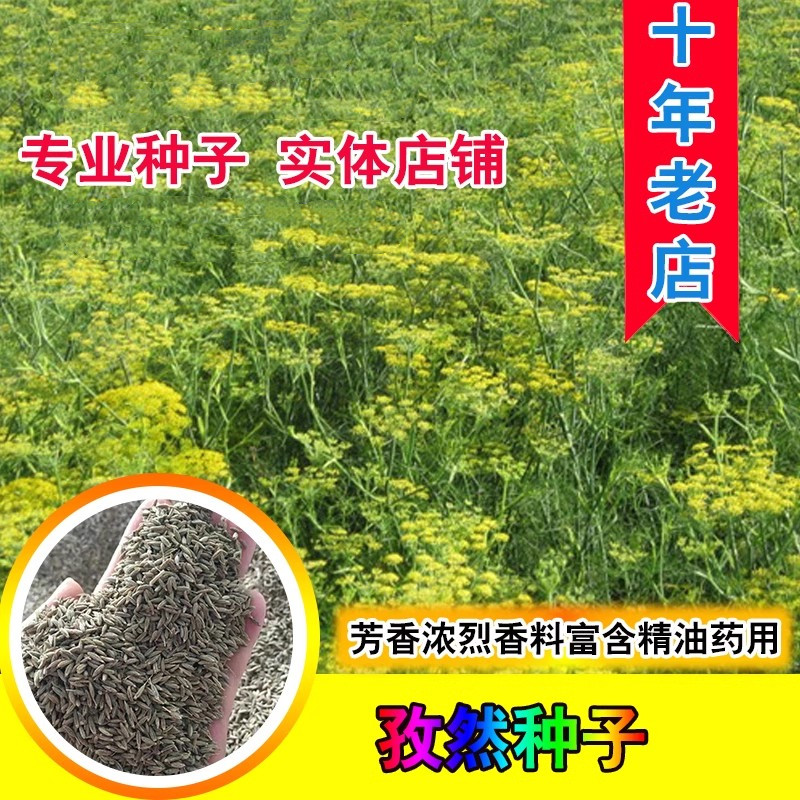 农家自留孜然种子粉枯