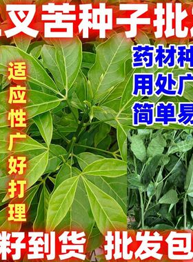 三叉苦种子三桠苦三丫苦药材种子苗落叶鸡骨树中药材种子简单易种