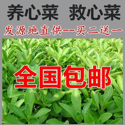 【春苗上市包邮】养心菜救心菜救心草高钙菜景天三七费菜种苗种子
