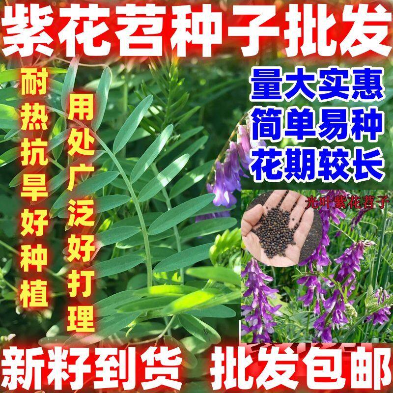 光叶紫花苕种子苕子种毛苕子草籽种子绿肥种籽果园多年生简单易种