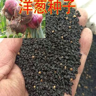 甜辣红皮洋葱种子蔬菜种子菜籽 大田阳台四季种植 口感佳商品性佳