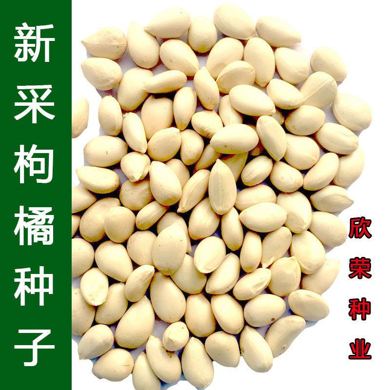 新采枸橘种子嫁接柑橘 甜橙 砂糖橘砧木种子香橙枳壳种子红橘种子