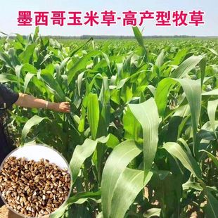 进口墨西哥玉米草种子高产牧草喂养牲畜鸡鸭牛羊鹅兔鱼大刍草草籽