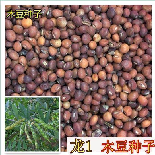 木豆种子又名鸽豆柳豆·豆蓉树豆树黄豆种子煮汤食用木豆种子