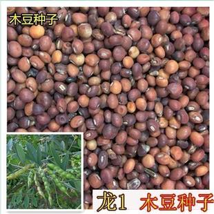 木豆种子又名鸽豆柳豆·豆蓉树豆树黄豆种子煮汤食用木豆种子