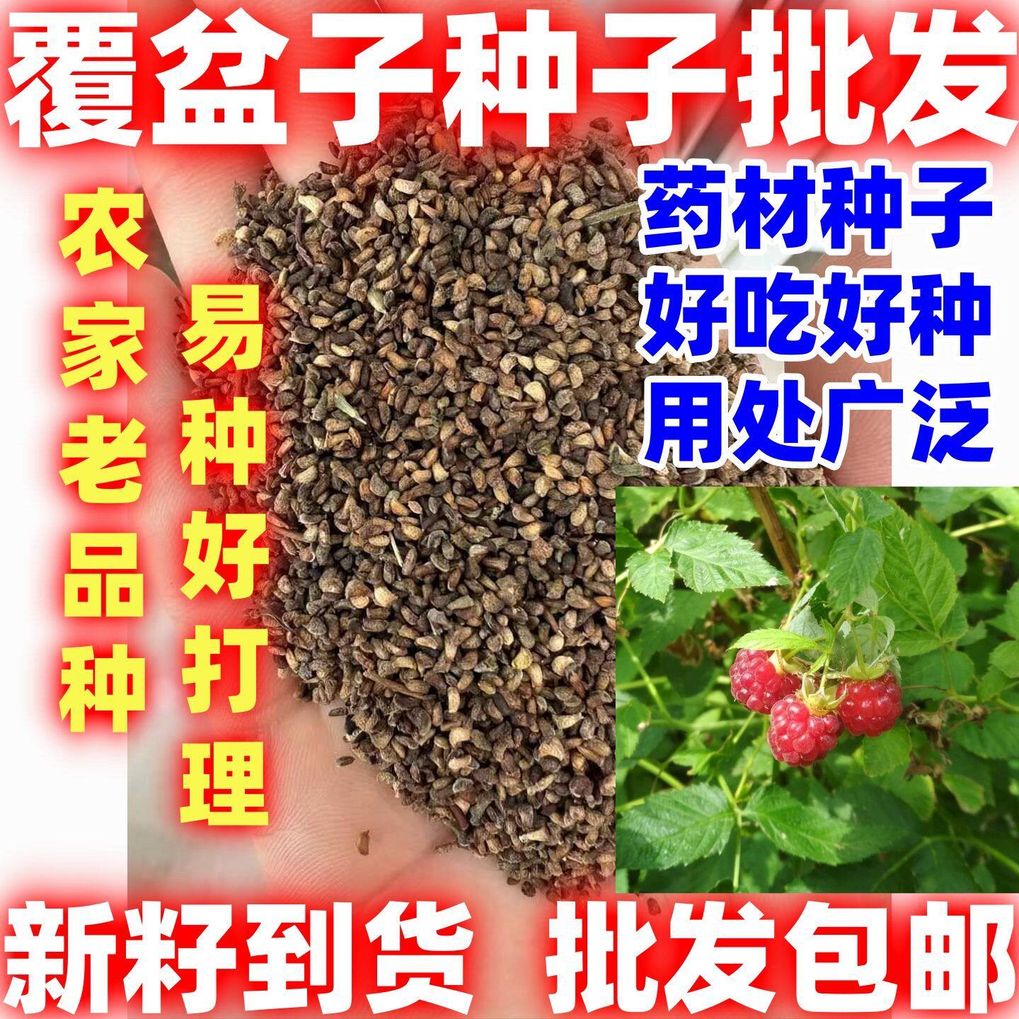 中药材好吃覆盆子天然无硫覆盆子种子好种悬钩子复盆子干果覆盆子