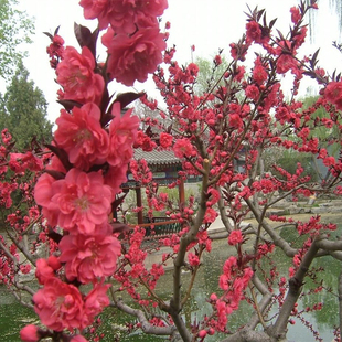 林木种子紫叶桃种子桃树种子红叶碧桃种子四季庭院绿化种籽