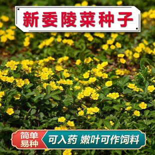 委陵菜种子地被花种籽花色小花多年生盆栽阳台庭院四季易种花种子