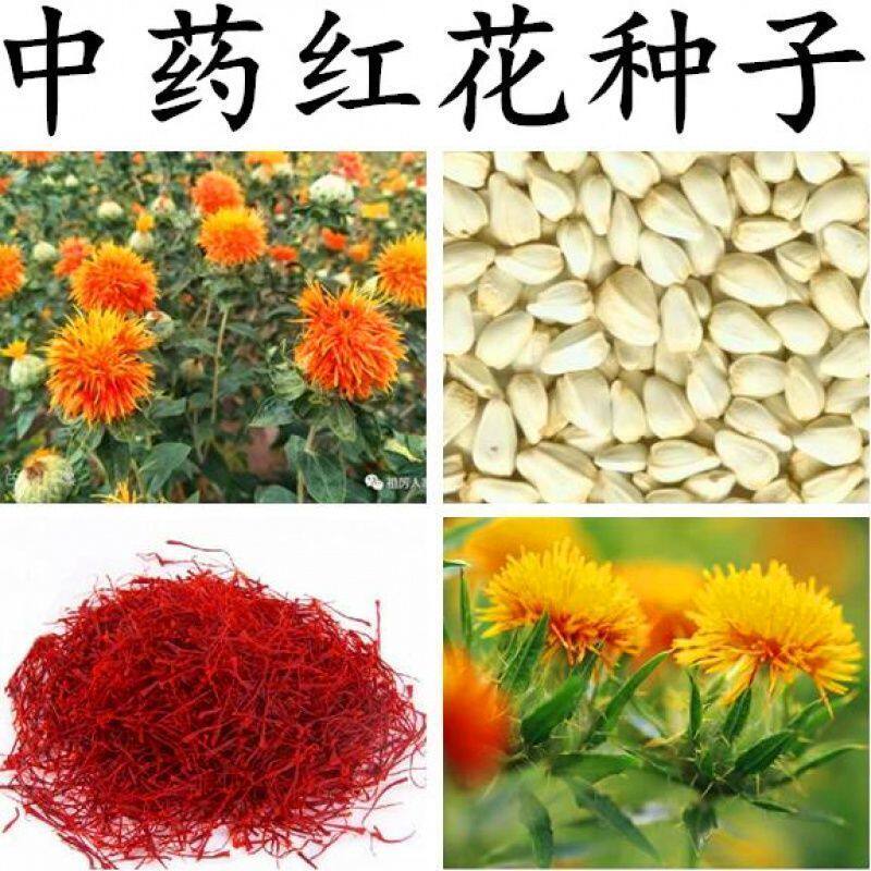 西藏红花500克包邮臧红花盆栽种子正品材食用特级丈红花籽苗