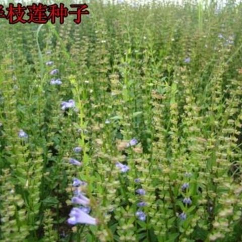 新采中草药材籽半枝莲种子并头草韩信...