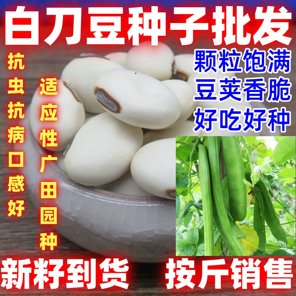 矮生白刀豆种子农家庭院大扁豆角种籽搭棚农家四季当季蔬菜种子