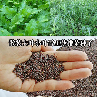 农家自留散装雪里红排菜雪菜种子春不老外婆菜腌制用排菜种子