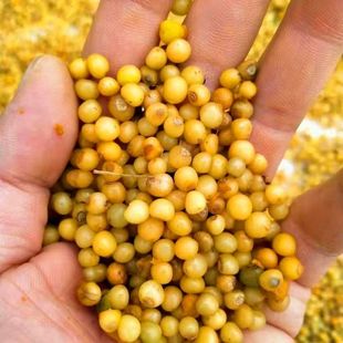 云南黄精种子中药材种籽滇黄精鸡头精黄精种籽老虎姜新鲜黄精种子