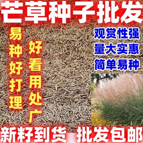 芒草种子多年生好种扫帚老式扫把种孑羽茅笀庭院园林植物笤帚种籽