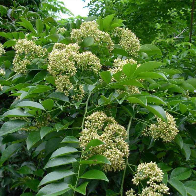 林木种子黄花梨种子黄花梨树苗种子降香黄檀木黄花梨木种籽四季