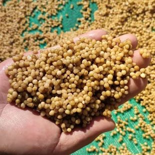 正宗云南黄精种子多花黄精种子不倒苗黄精种籽老虎姜四季黄金苗子