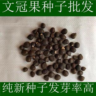 新采当年文冠果种子 木瓜籽 优质文冠树种子食用野生地栽观花种籽