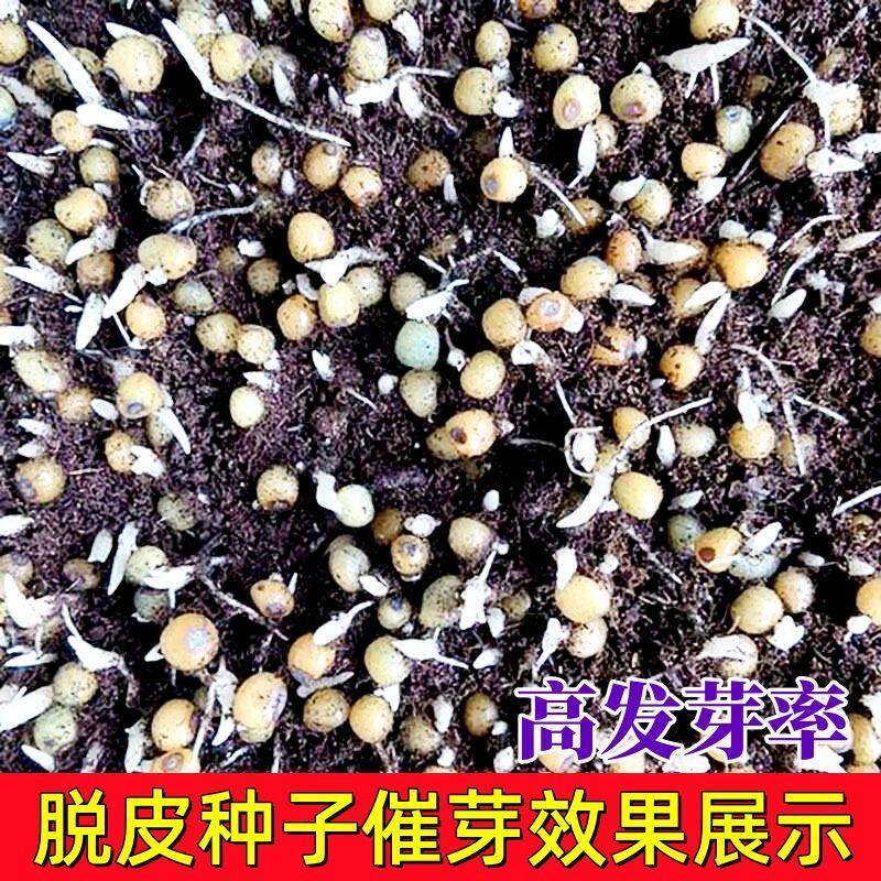 新采黄精种子 黄精籽 药材黄精 老虎姜 鸡头黄精 龙衔 药材种子