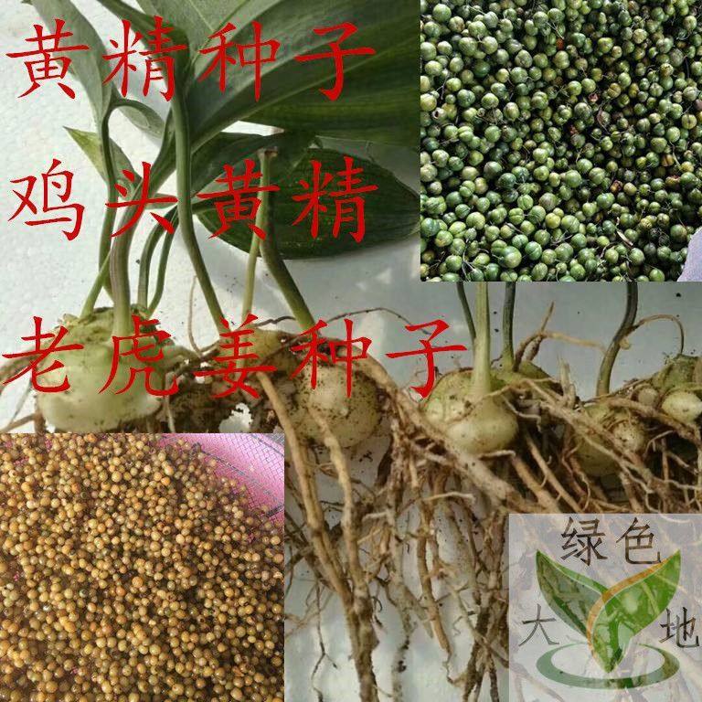 正宗药材黄精种子多花鸡头玉竹种子爪子参黄鸡菜老虎姜黄鸡菜种籽