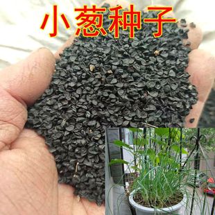 四季小香葱种子小葱分葱种籽蔬菜菜籽香味浓厚 庭院阳台盆栽大田