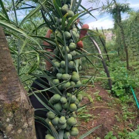 正品药材黄金种子野生鸡头老虎姜苗四季黄心长杆金黄药材种籽