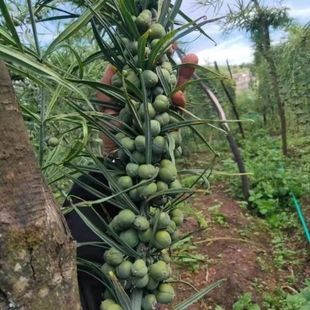 正品药材黄金种子野生鸡头老虎姜苗四季黄心长杆金黄药材种籽