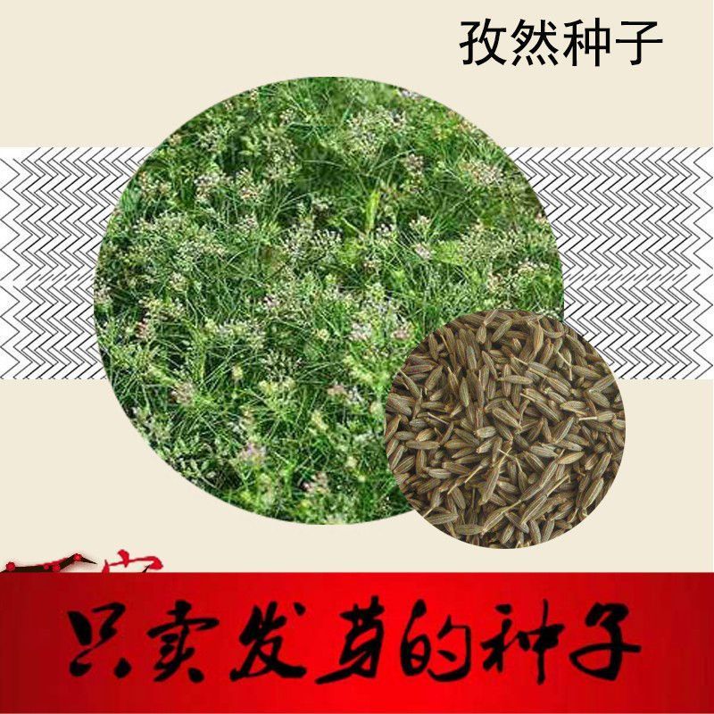 孜然种子 孜然粉 枯茗孜然芹新疆孜然种籽 调味香料种籽植物