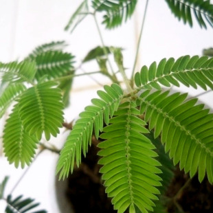 可播易种阳台盆栽绿植花卉种子怕羞草 含羞草种子四季 害羞草种籽