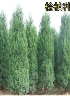 桧柏种子 塔柏种子 塔松种子 圆柏种子 蜀桧种子 花种子 松树种子
