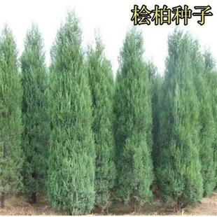 桧柏种子 塔柏种子 塔松种子 圆柏种子 蜀桧种子 花种子 松树种子