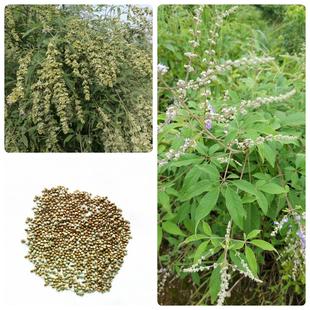 新黄荆条种子荆条树种子蜜源植物荆条花种子杜荆柴黄金子灌木种籽