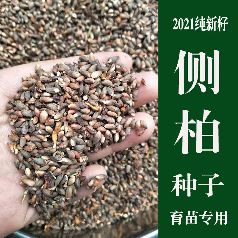野生侧柏树种子柏树籽侧柏籽扁柏籽松柏树籽育苗行道绿化林木种子图片